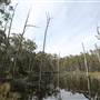 Paddy's River Dam