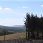 Jenolan State Forest - Logged Area