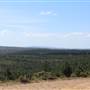 Jenolan State Forest - Logged Area