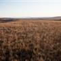 Monaro Plains