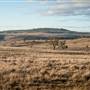 Monaro Plains