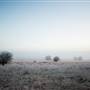 Monaro - Winter Frost