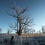 Monaro - Winter Frost