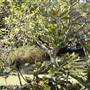 Lion Gate Lodge - Royal Botanic Garden Sydney