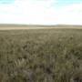 Monaro Plains