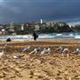 Manly Beach