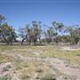 Bindara Station on the Darling - Period Homestead & Outbuildings