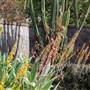 Royal Botanic Garden Sydney