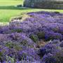 Royal Botanic Garden Sydney