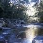 Minnamurra Rainforest Walk - Budderoo National Park