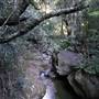 Minnamurra Rainforest Walk - Budderoo National Park