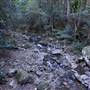 Minnamurra Rainforest Walk - Budderoo National Park