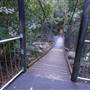 Minnamurra Rainforest Walk - Budderoo National Park