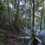 Minnamurra Rainforest Walk - Budderoo National Park