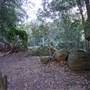 Minnamurra Rainforest Walk - Budderoo National Park