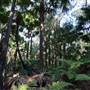 Munmorah State Conservation Area - Palms Picnic Area
