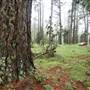 Jenolan State Forest