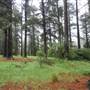 Jenolan State Forest