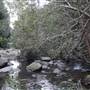 Red Cedar Flat picnic area