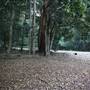 Red Cedar Flat picnic area