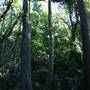 Mount Keira Scout Camp File 1