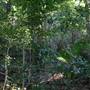 Mount Keira Scout Camp File 1