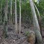 Mount Keira Scout Camp File 1