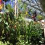 The Calyx - Royal Botanic Garden Sydney