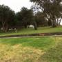 Dunningham Park Coogee