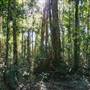 Ardeena - Jungle / Rainforest Private Property