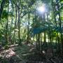Ardeena - Jungle / Rainforest Private Property