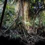 Ardeena - Jungle / Rainforest Private Property