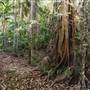 Ardeena - Jungle / Rainforest Private Property