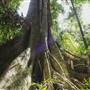 Ardeena - Jungle / Rainforest Private Property