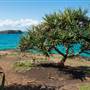 Fingal Head Lighthouse & Coastal Reserve
