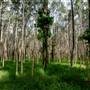 Island Quarry - Eucalypt Forest