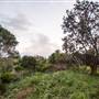 Hickey Island - Yamba