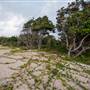 Hickey Island - Yamba