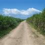 Wooyung Cane Fields