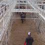 Dubbo Saleyards