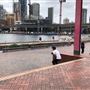 Harbourside Amphitheatre & Ferris Wheel