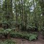 Cathedral of Ferns - Mount Wilson
