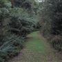Cathedral of Ferns - Mount Wilson