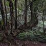 Cathedral of Ferns - Mount Wilson