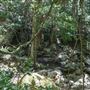 Minnamurra Rainforest Walk - Budderoo National Park