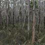 Cudgen Creek