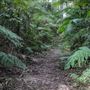 Minyon Falls - Nightcap National Park