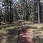 Jenolan State Forest
