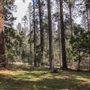 Jenolan State Forest