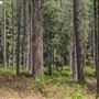 Jenolan State Forest
